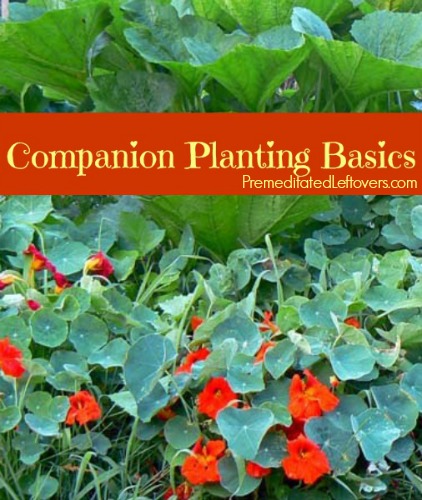 companion planting basics how to use companion plants in your garden, gardening, How to Use Companion Plants in Your Garden