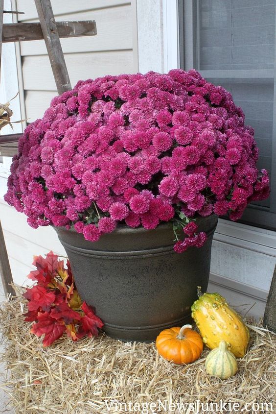 from front porch drab to fall tastic fab, gardening, seasonal holiday decor