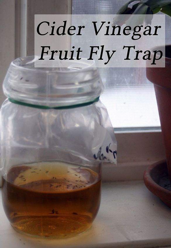 como fazer uma armadilha para moscas de frutas com vinagre de cidra