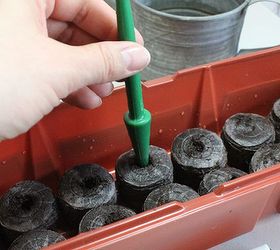 thyme to sow, gardening, Once pellets have completely swelled takes several minutes then use your dibbler tool to gently make a shallow indentation in each pellet