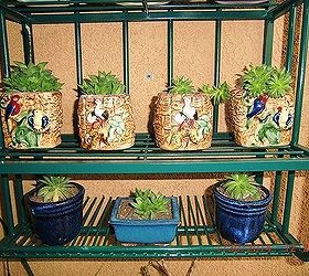 my new hobby collecting different kinds of succulent plants, flowers, gardening, home decor, succulents