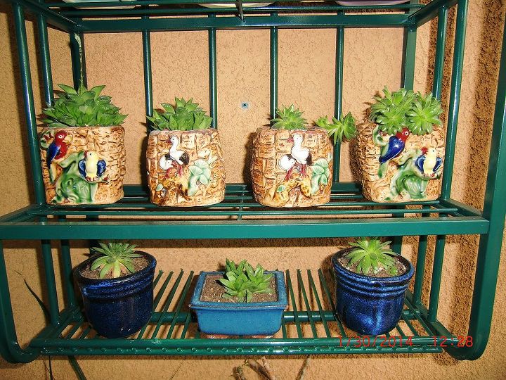 my new hobby collecting different kinds of succulent plants, flowers, gardening, home decor, succulents
