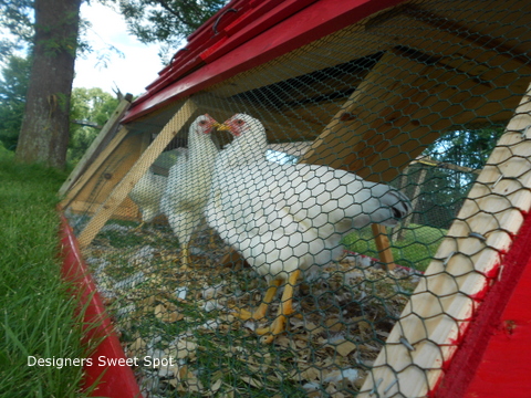 rouge chicken coop, homesteading, outdoor living, pets animals, The hens seem to like it did you know they peck at anything red