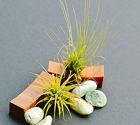 air plants the nearly indestructible house plant, gardening, home decor