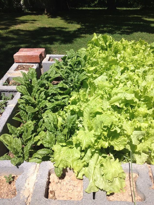 old well house converted to lettuce bed, diy, gardening, repurposing upcycling