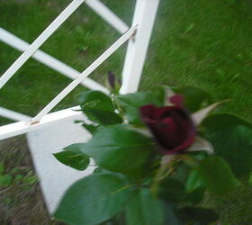 sharing my roses and flowers with garden 2, flowers, gardening, outdoor living