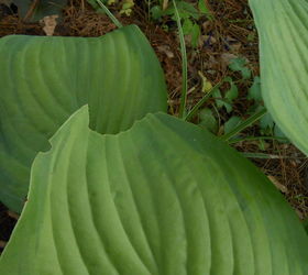 holes in hosta leaves it might not be who you think, cutworm damage