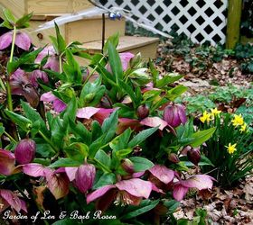 spring is on the way, gardening, Hellebores tete a tete narcissus and a copper tubing dragon fly