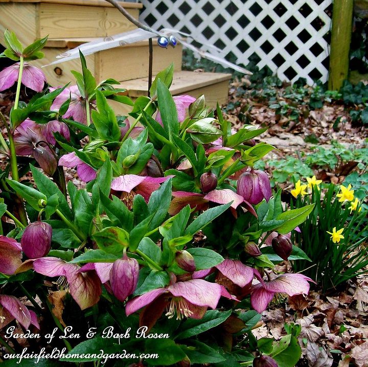 spring is on the way, gardening, Hellebores tete a tete narcissus and a copper tubing dragon fly