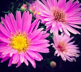 how to care for fall mums, flowers, gardening, The difference between Fall Asters and Fall Mums is their hardiness and available colors Asters are hardy to zone 4 but Mums have many more colors to choose from