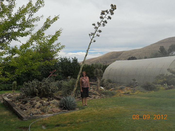 century plant check this baby out, gardening, When i first saw this it was upright like a tall asparagus stalk now it is getting heavy and old I suppose I hope to see it when it finally droops and is done The owner has a cactus garden all sorts of cacti in bloom in spring