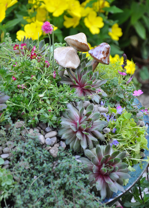 creating a garden in miniature, gardening
