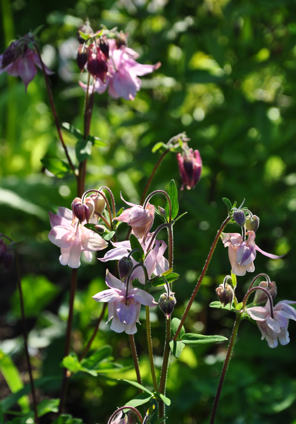 how to grow columbine, flowers, gardening, perennials, Columbine in a private garden in Nova Scotia