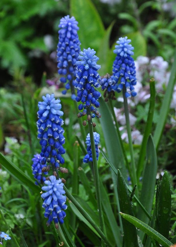 get an jumpstart on spring with small scale bulbs, flowers, gardening, If you haven t considered planting Grape Hyacinths or Muscari in the last few years be sure to check out some of the newer varieties Blue Magic is two toned and Ocean Magic has white tipped flowers that are cobalt blue