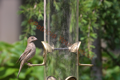 rain or shine bird feeders to perch or not may be the question, container gardening, gardening, outdoor living, pets animals, urban living, Female House Finch Has No Problem With WBUSS Feeder Referred to as Photo Eight in post