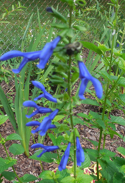 what is this plant, flowers, gardening, close up of the flowers