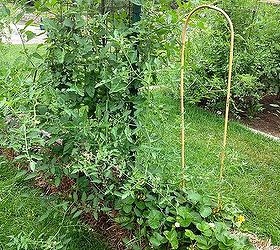 following up on straw bale gardening, gardening, Tomatoes and strawberries