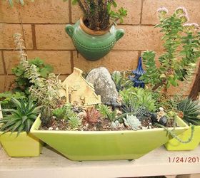 my new hobby collecting different kinds of succulent plants, flowers, gardening, home decor, succulents, my miniature garden