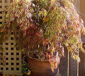 how to winterize your garden, flowers, gardening, perennials, Tuck away any potted perennials or small trees like this Japanese maple into the garage wrapped in a thermal blanket to protect the pot from cracking