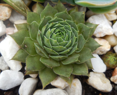 q does anyone know the name of these echeverias, gardening, 3