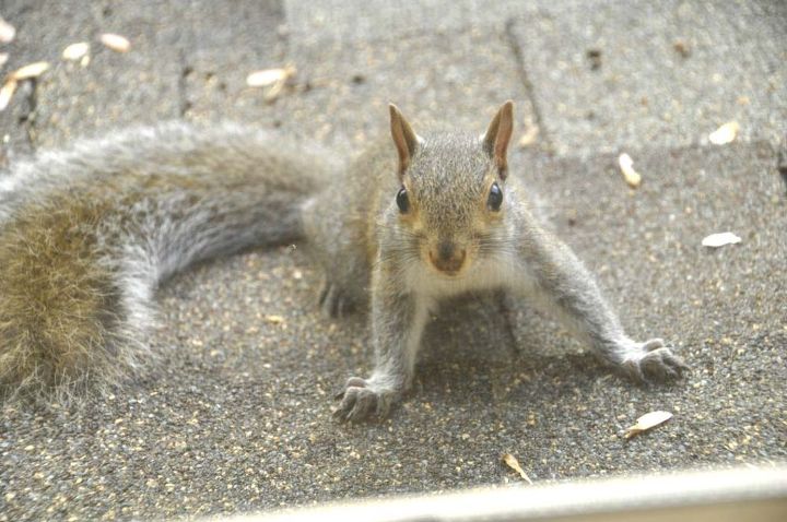 how do you get rid of squirrels in your home, Ever felt like you re the subject of an Alfred Hitchcock film I did after I caught this guy eyeing me up from the other side of our master bedroom window