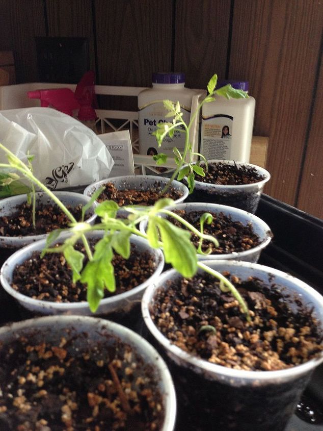 tomatoes and sweet peppers transplanted, gardening, Tomatoes