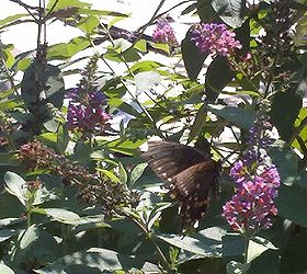 butterfly bushes bringing many butterflies, gardening, pets animals, One of two types of Butterflies seen arounf the garden
