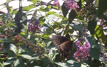 Butterfly bushes bringing many butterflies