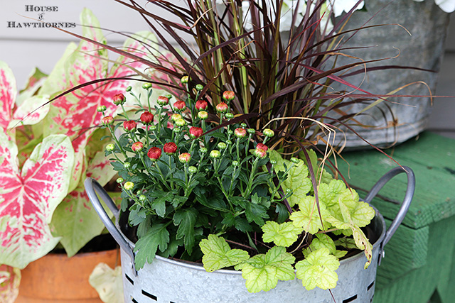 adding fall to a summer container garden, container gardening, gardening, I pulled out the petunia and replaced it with a garden mum