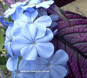 good combo, gardening, Strobilanthus Persian Shield and Blue Plumbago