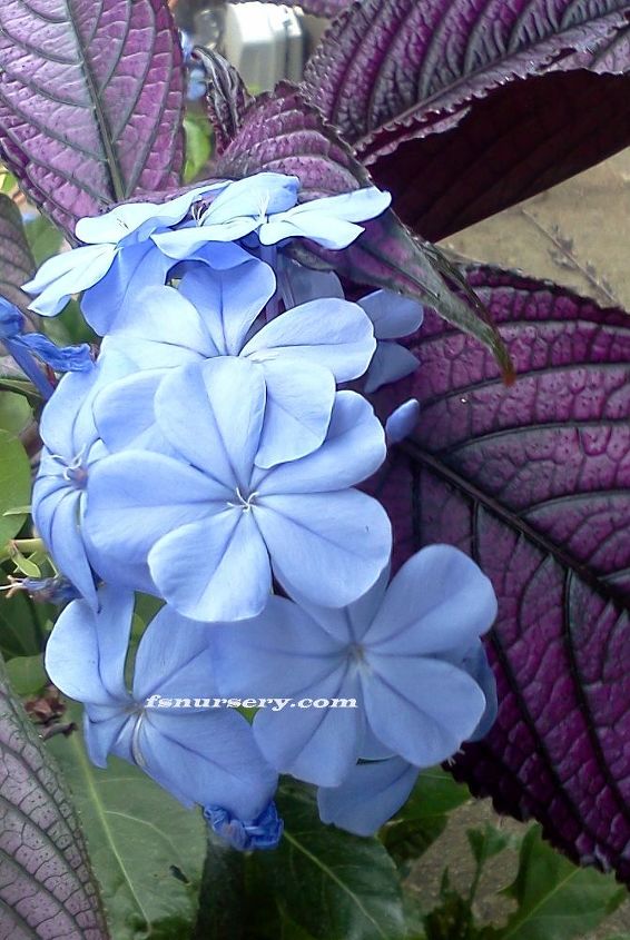 good combo, gardening, Strobilanthus Persian Shield and Blue Plumbago