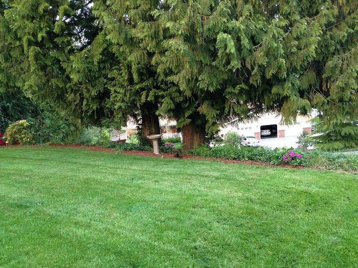 q need help choosing plants shrubs and flowers for yard, flowers, gardening