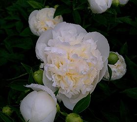 flowers blooming in gardens 6 1 13, flowers, gardening, Peonies the white ones are the most fragrant one