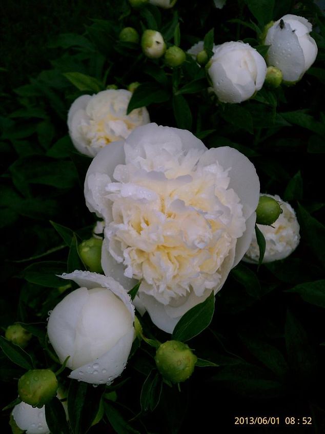 flowers blooming in gardens 6 1 13, flowers, gardening, Peonies the white ones are the most fragrant one
