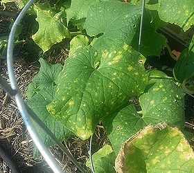 yellowing leaves and brown spots on cucumber plants