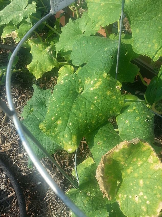 q yellowing leaves and brown spots on cucumbers, gardening