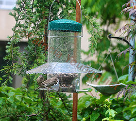 rain or shine bird feeders to perch or not may be the question, container gardening, gardening, outdoor living, pets animals, urban living, Two female house finches enjoy noshing in the rain Referred to as Photo Twenty in post