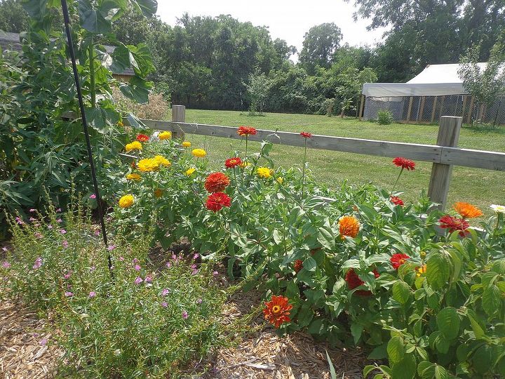 our perennial flower beds, flowers, gardening, perennials, More hot border