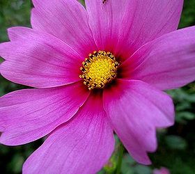 morning coffee on the front porch, container gardening, flowers, gardening, outdoor living, Annual Cosmos easy to grow cottage garden flower