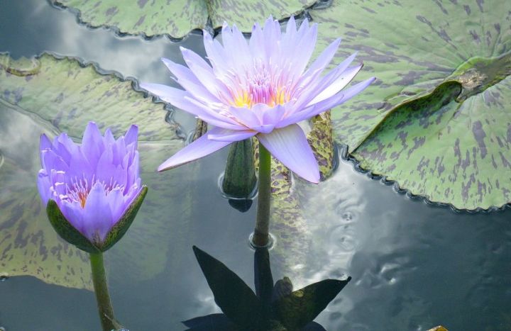 get some gardening inspiration from the new york botanical garden and monet, gardening, The garden and pond were at their peak of lushness