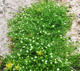 got cracks fill em, This is a close up of a healthy clump of Irish Moss in bloom