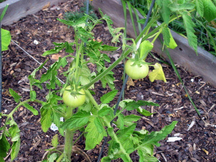 plantas de tomate jardinagem em continer