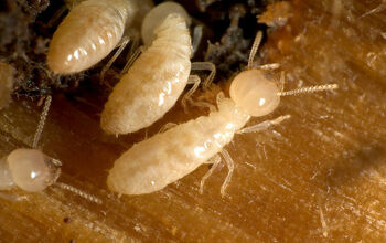 What is the Difference Between Carpenter Ants and Termites?