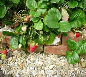 vegetable garden, gardening, The last of the strawberries and they are giants