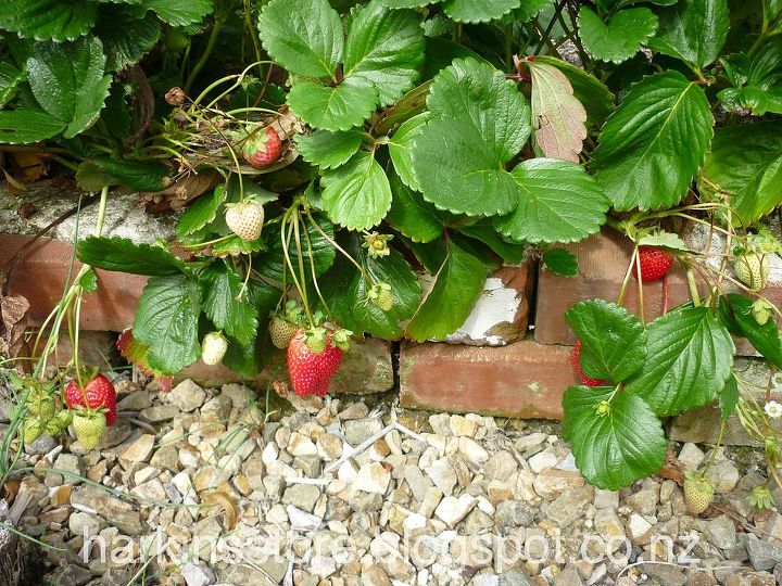 vegetable garden, gardening, The last of the strawberries and they are giants