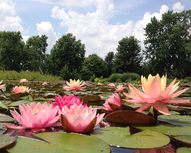 grow waterlilies and lotus in a backyard pond, flowers, gardening, outdoor living, ponds water features, A bonus of adding waterlilies to your garden is that you don t have to worry about watering them