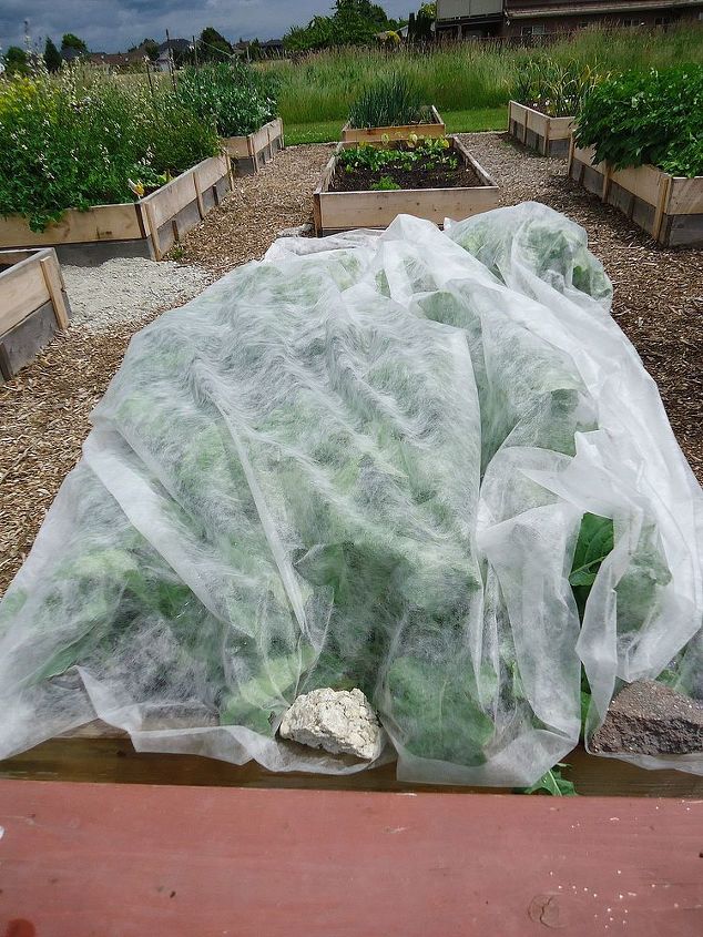 keeping your brassicas pest free, gardening, pest control, Spread the floating row cover so that it can lift as your plants grow Weight it down with rocks