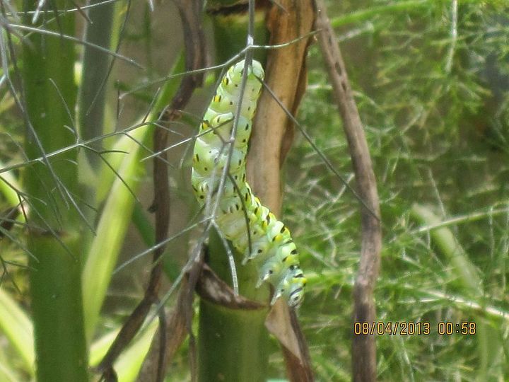 nature right in my yard, flowers, gardening, pets animals, eastern swallowtail caterpillar on fennel plant