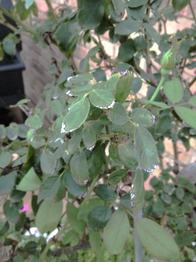 diseased knockout, gardening