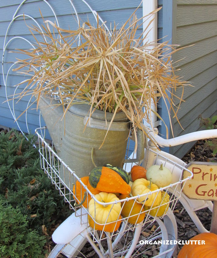 primping my bike for fall, gardening, seasonal holiday d cor, In the bike basket is a vintage watering can with my dried Baby Tut grasses from last summer Also in the basket small pumpkins and gourds